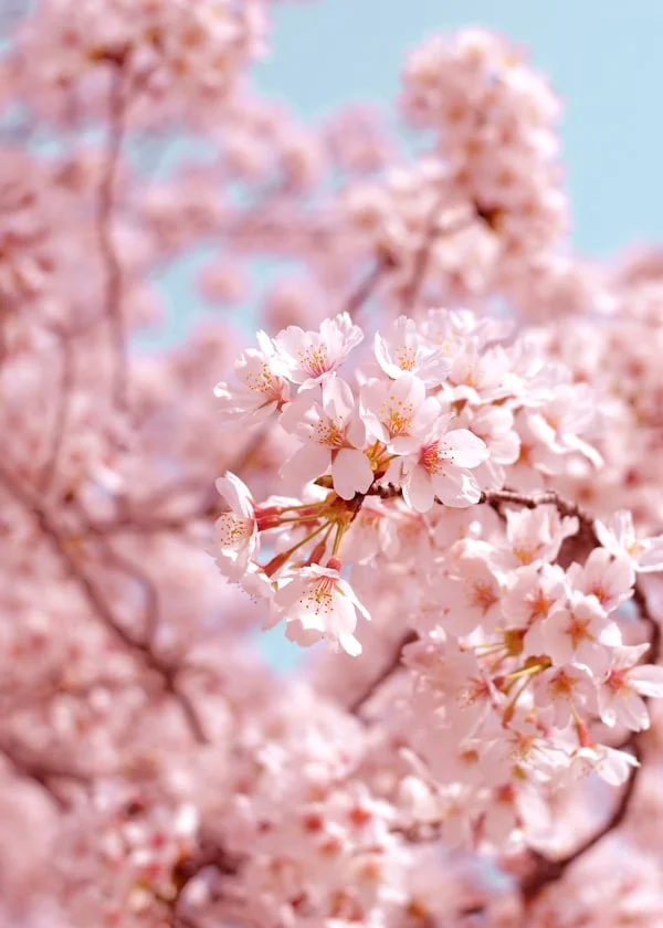 Crimson Clover Academy