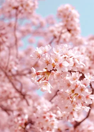 Crimson Clover Academy